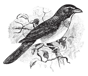 Saltator 是一个美国的鸟在红衣主教家庭, 复古线画或雕刻插图