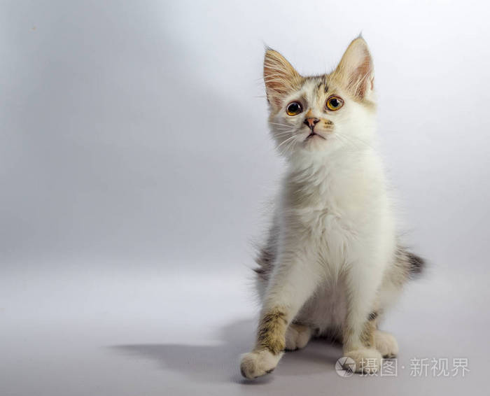 白色黄眼斑点小猫坐在一个轻的背景和