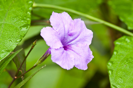 美丽的花丛