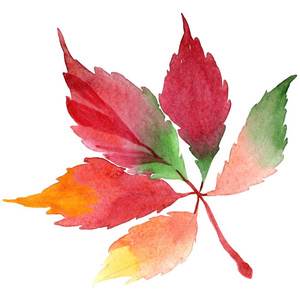 水彩红葡萄叶子。叶植物植物园花叶。独立的插图元素。背景纹理包装图案框架或边框的水彩画叶