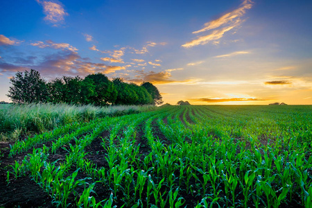 夏季, 法国诺曼底奥恩农村的一片玉米地上的日落