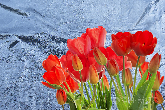 美丽花园的新鲜红色郁金香上抽象的灰色背景