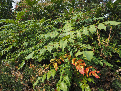 冬青 冬青 aquifolium 又名英国冬青或欧洲冬青或圣诞冬青植物