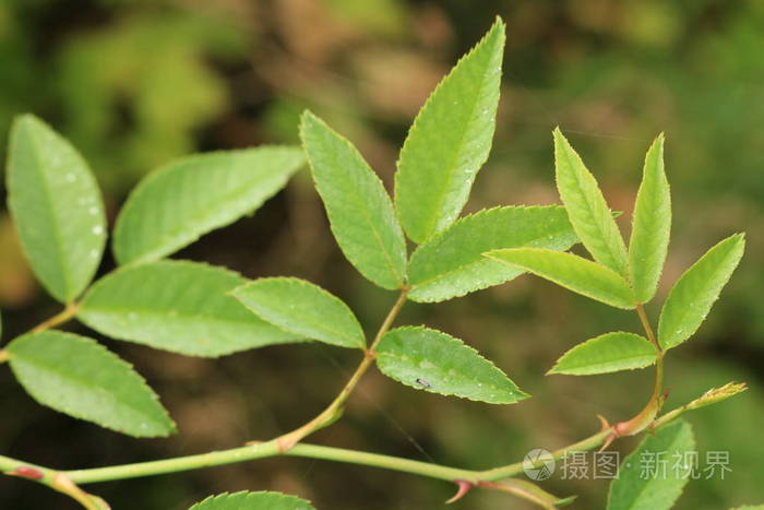 植物茎叶的质地绿叶的质地植物的茎和叶的背景在手机上茎半在水中