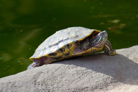 海龟或龟在岸上。野生动物动物