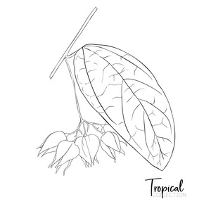 热带植物。植物学风格中的矢量插画