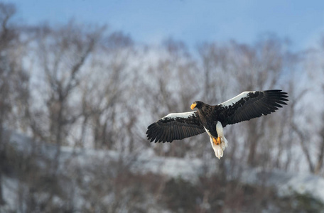 成人 steller 的海鹰在飞行在冬天山背景。科学名称 haliaeetus pelagicus。自然栖息地。冬季