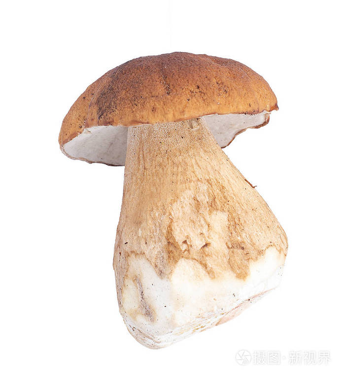 蘑菇, 虫草, 秋天, 白蘑菇