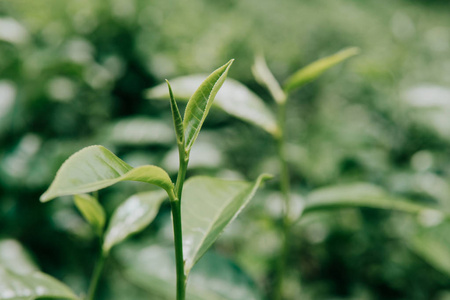 在清晨的绿色背景下, 在茶园中关闭绿茶叶