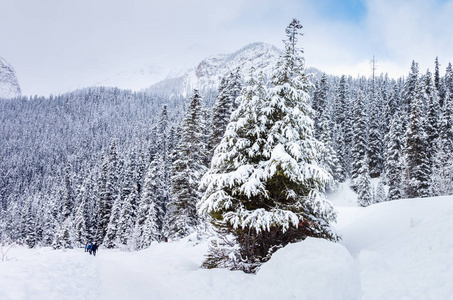 在冬天的时候, 人们沿着加拿大落基山脉的雪地森林散步。班夫国家公园, Ab, 加拿大