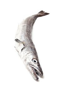 欧洲鳕鱼鱼merluccius