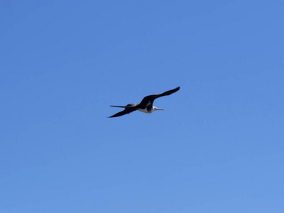 飞越壮丽的 frigatebird, Fregata magnificens, 北西摩, 加拉帕戈斯群岛, 厄瓜多尔