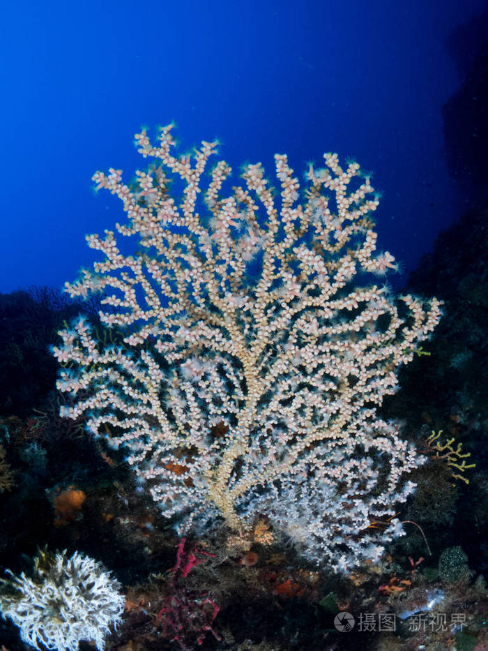 地中海的柳珊瑚,蓝色背景照片-正版商用图片0af306-摄图新视界