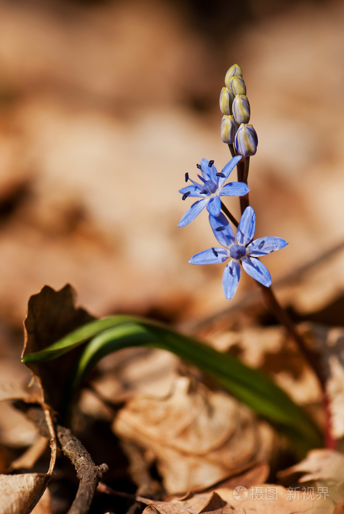 在森林中的野风信子