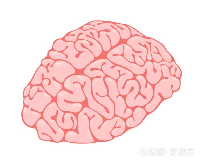 粉红色的大脑垂直视图