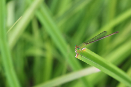 在花园的叶子上的一只小的长尾绿色蜻蜓。动物在泰国