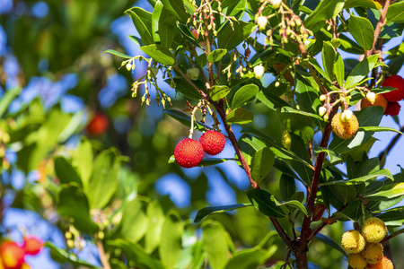 杨梅成熟和半熟的果实 成熟的杨梅。绿叶和红色浆果的天然纹理