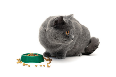 灰猫从绿色白色背景上碗里吃的食物