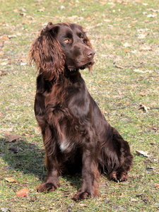 棕色的德国犬的狗图片