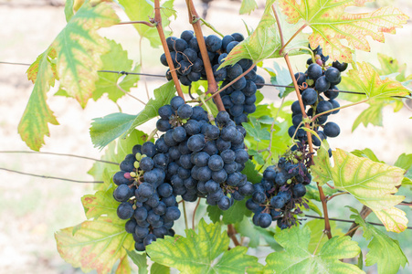 生产葡萄酒的葡萄农场