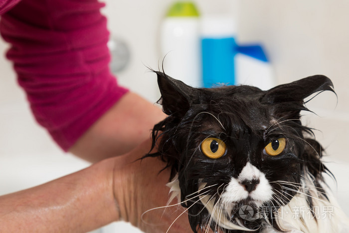 沐浴一只猫照片-正版商用图片0af755-摄图新视界