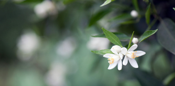 柑橘花