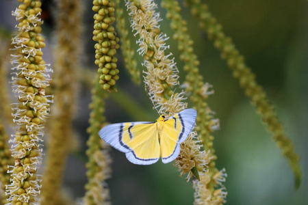 黄色蝴蝶在花园里飞翔, 成群的槟榔棕榈花。动物在泰国