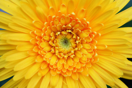 关闭黄色的 gerbera 花细节与花粉自然背景