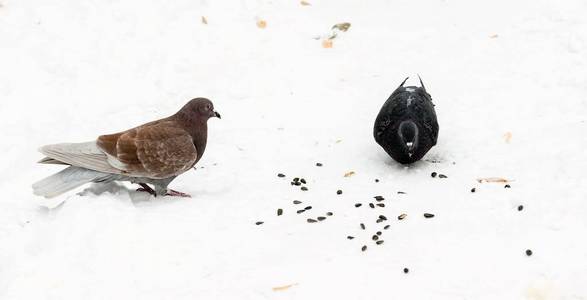 鸽子在雪地里