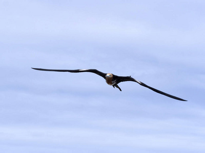 飞越壮丽的 frigatebird, Fregata magnificens, 北西摩, 加拉帕戈斯群岛, 厄瓜多尔