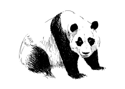 手绘图熊猫