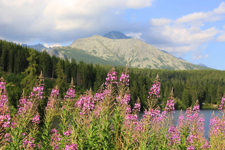 Chamerion 柳兰山上的野花, 斯洛伐克