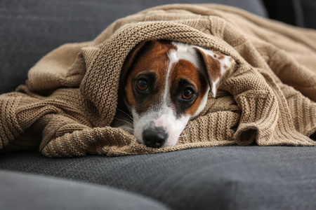 逗人喜爱的滑稽的狗躺在温暖格子沙发上