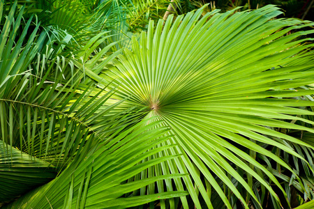棕榈叶宏绿色的树叶背景