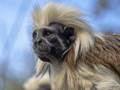 棉顶 Saguinus 的肖像, 俄狄浦斯