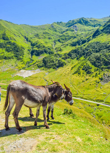位于罗马尼亚的 Transfagaras 山路附近的驴