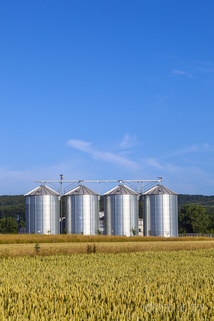 在玉米田四个银仓