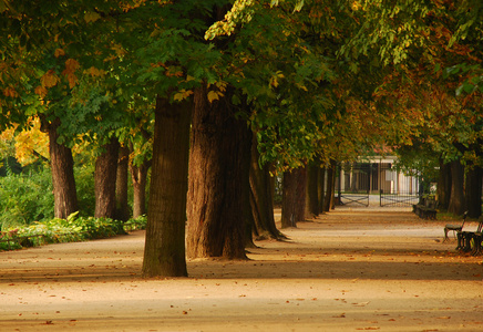 板栗树在秋天的公园
