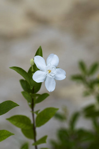 安达曼 satinwood 白花在晴朗的天气和清新的空气环境中的绿色背景下