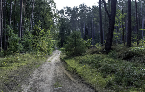 波兰野生森林道路Kampinos 国家公园