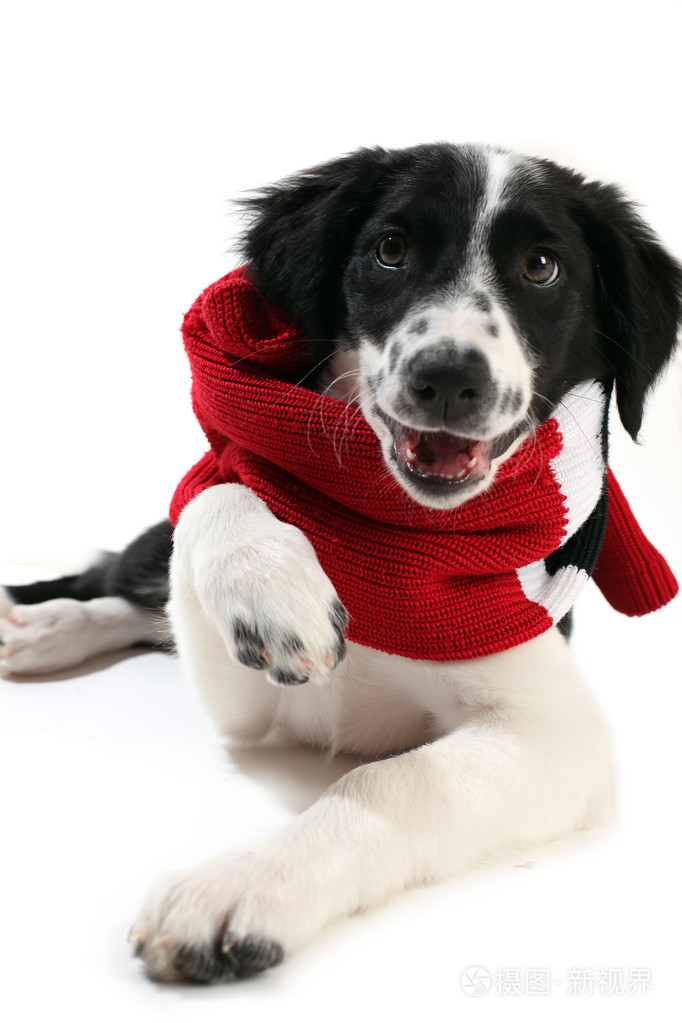 戴着围巾的边境牧羊犬小狗