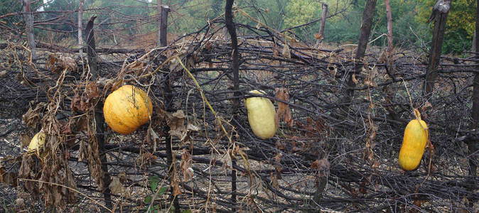 花园里的南瓜建了一座小山。