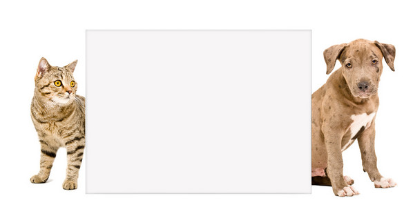 猫和小狗背后的横幅
