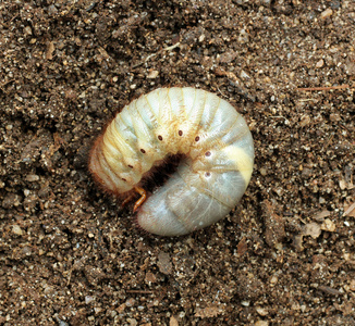 地面上的甲虫幼虫的形象