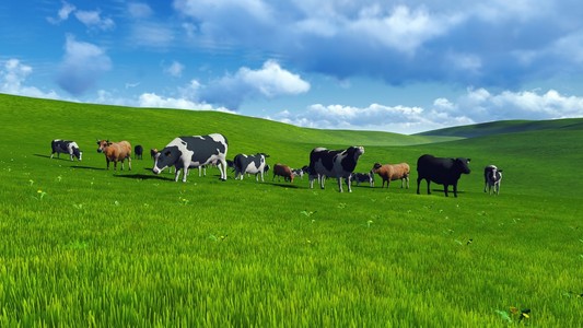 牧场上的牛群
