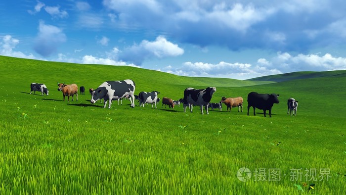 牧场上的牛群