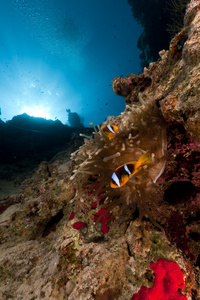 宏伟海葵和 anemonefish 在红海