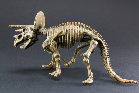 三角恐龙化石恐龙骨架模型玩具照片