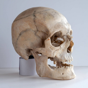 四分之三视图解剖真实的人类头骨特写镜头角度视图四分之三照片