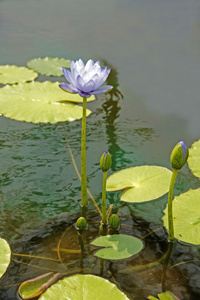 蓝色的水百合 莲花
